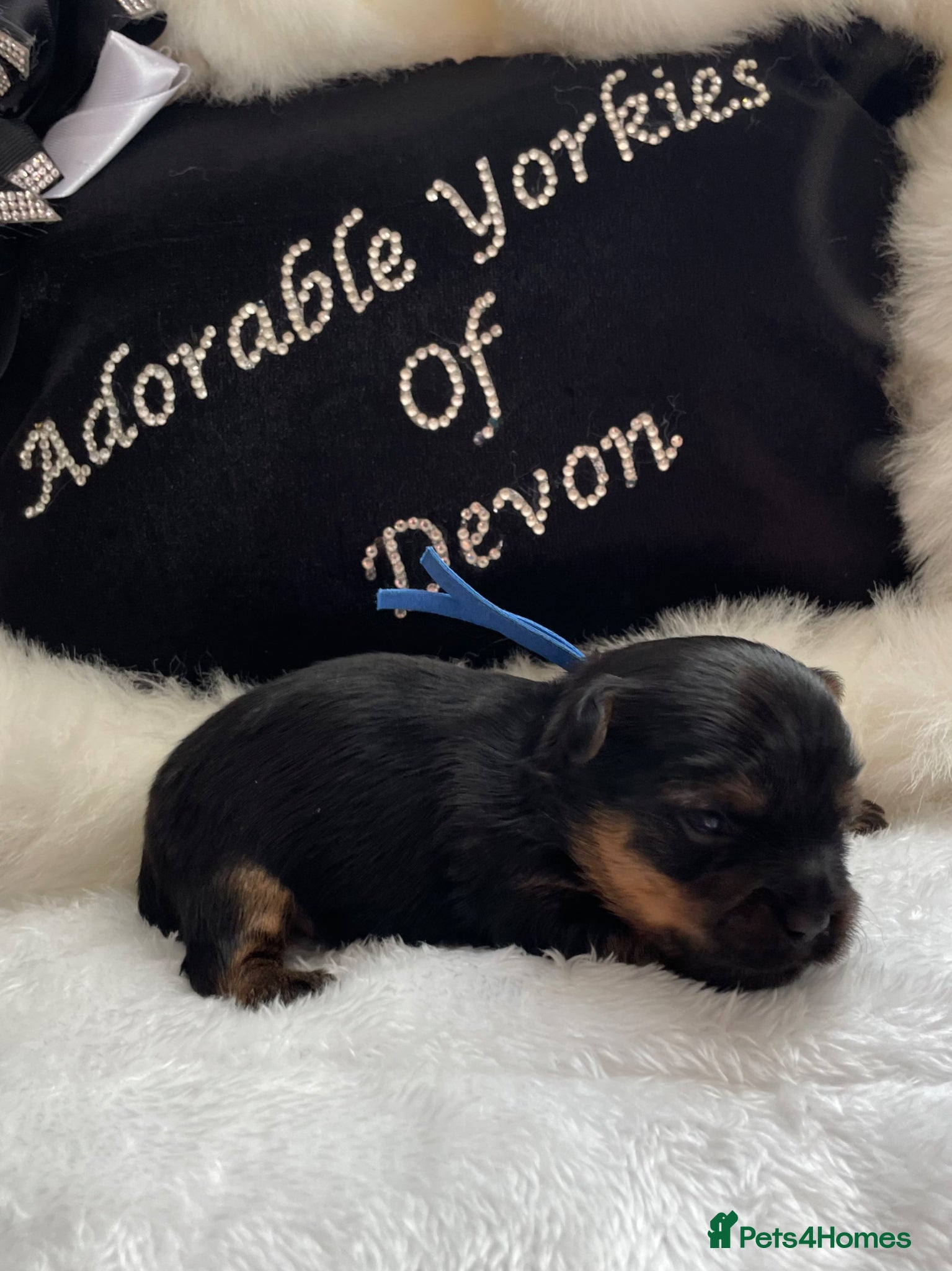 Mixed Breed dogs (LITTER ANNOUNCEMENT) Yorkshire/Biewer Terriers - Advert 15