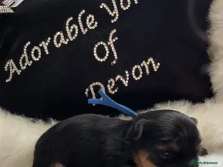 Mixed Breed dogs (LITTER ANNOUNCEMENT) Yorkshire/Biewer Terriers - Advert 15