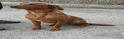 Labrador Retriever dogs for sale: Labrador puppy’s health tested  - Advert 2