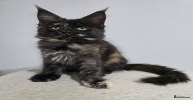 Maine Coon cats - Advert 3