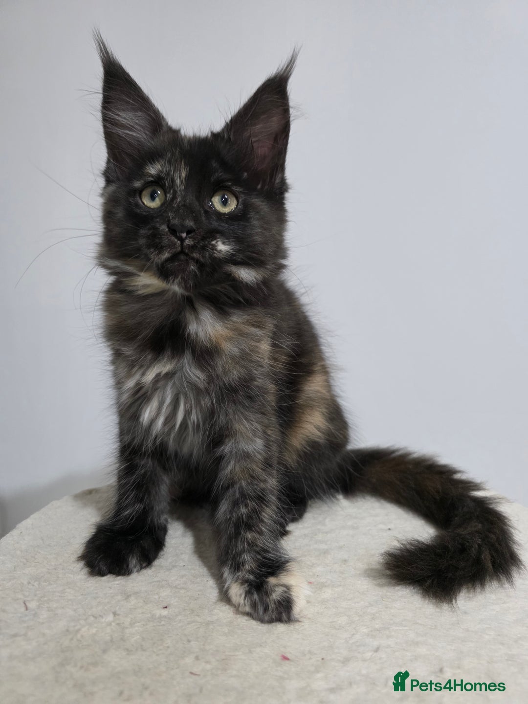 Maine Coon cats for sale: 2 TICA-Registered Maine Coon Kittens Available - Image 7
