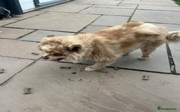 Pomeranian dogs for sale: 2 x pomeranians - Image 19