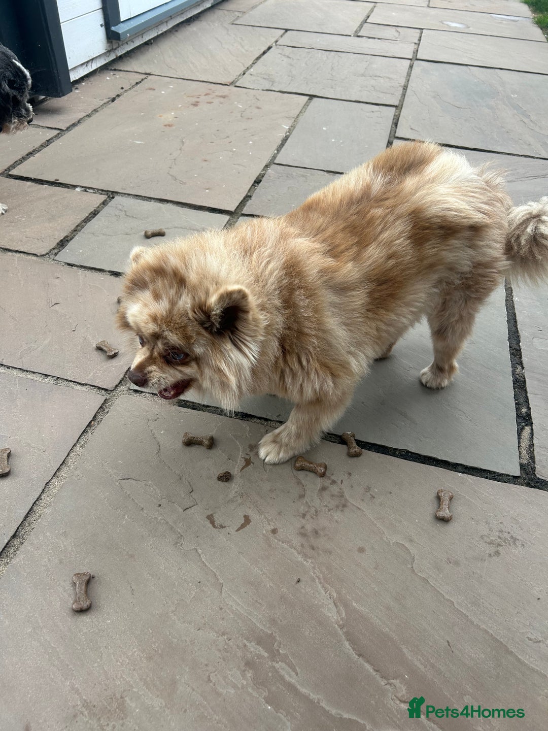 Pomeranian dogs for sale: 2 x pomeranians - Image 19