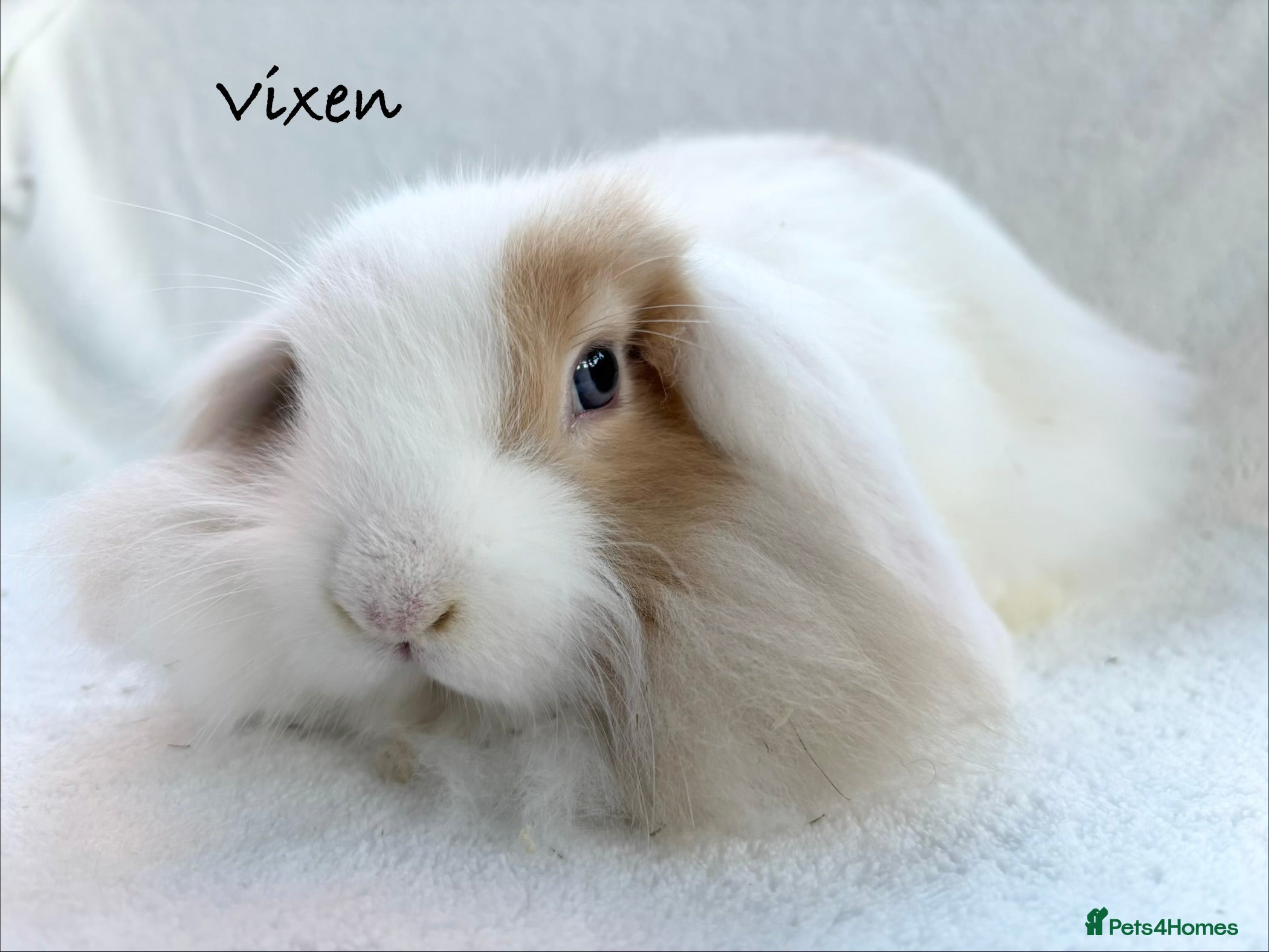 Mixed Breed rabbits Beautiful Fluffy Baby Rabbits- Ready to leave - Advert 12