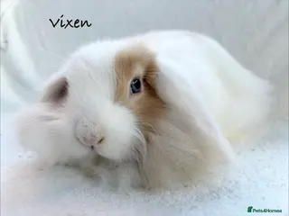 Mixed Breed rabbits Beautiful Fluffy Baby Rabbits- Ready to leave - Advert 12