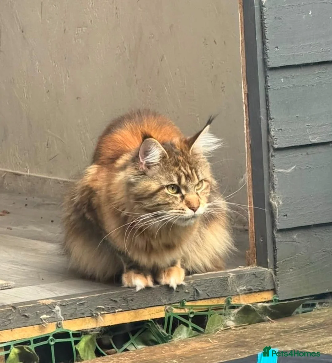 Maine Coon cats for sale: Garth - Advert 1