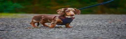 Miniature Dachshund dogs for sale: KC Reg Mini Dachshund Puppies Chocolate Dapple  - Advert 10