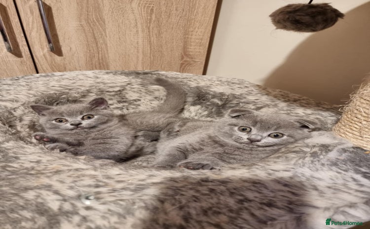 Scottish Fold cats - Advert 5