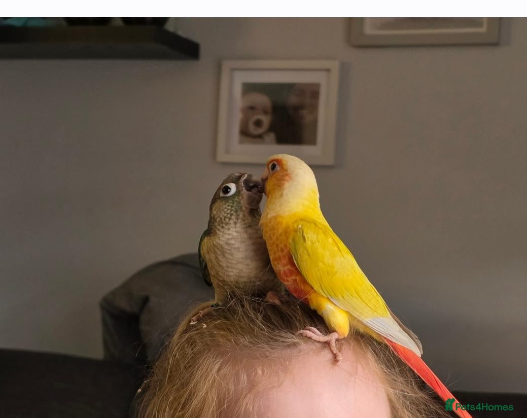 Conures birds 2 bonded conures - Advert 8