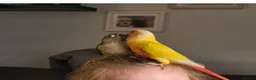 Conures birds for sale: 2 bonded conures in Hyde - Advert 1