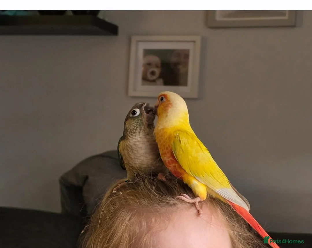 Conures birds for sale: 2 bonded conures in Hyde - Advert 1