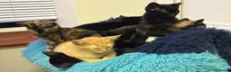Mixed Breed cats for sale: Kittens for sale - Advert 11