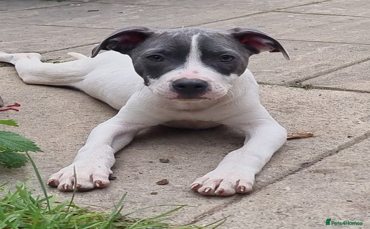 Staffordshire Bull Terrier dogs - Advert 5