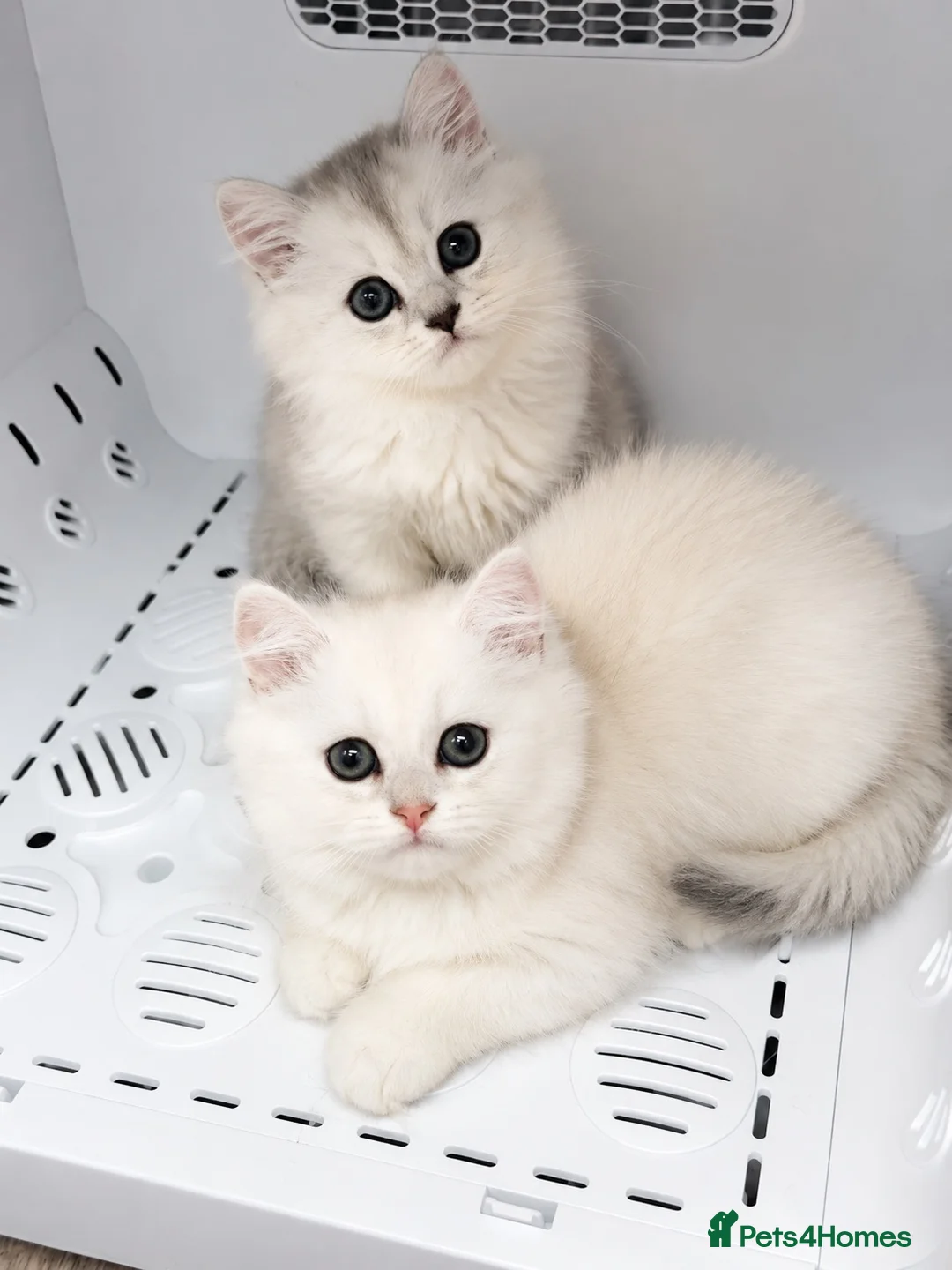 British Longhair cats for sale:  Longhair Silver Point & Golden Point Kittens - Advert 2
