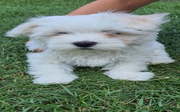Maltese dogs for sale: BEAUTIFUL PURE MALTESE PUPPIES; fully vaccinated in ELY - Image 3