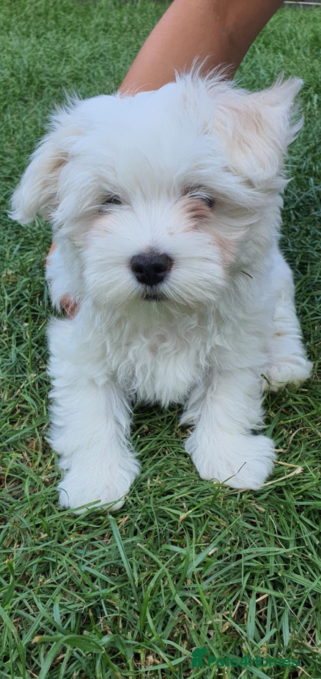 Maltese dogs for sale: BEAUTIFUL PURE MALTESE PUPPIES; fully vaccinated in ELY - Image 3