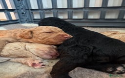 Mixed Breed dogs for sale: Beautiful Cockapoo puppies  - Image 1