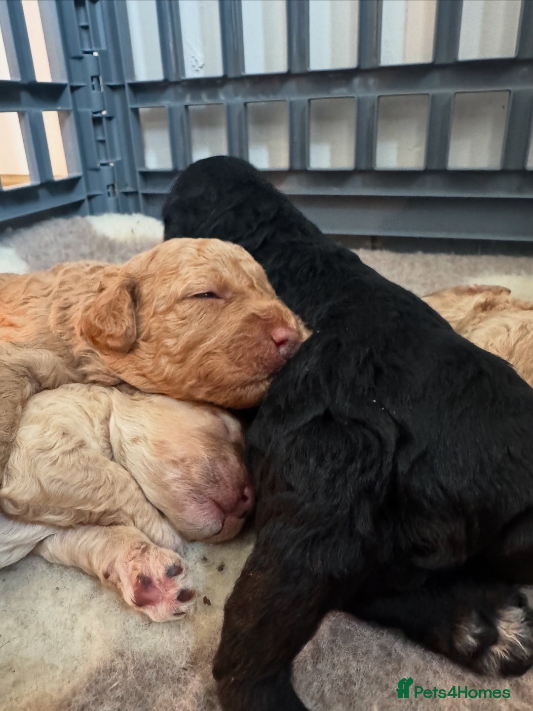 Mixed Breed dogs for sale: Beautiful Cockapoo puppies  - Image 1