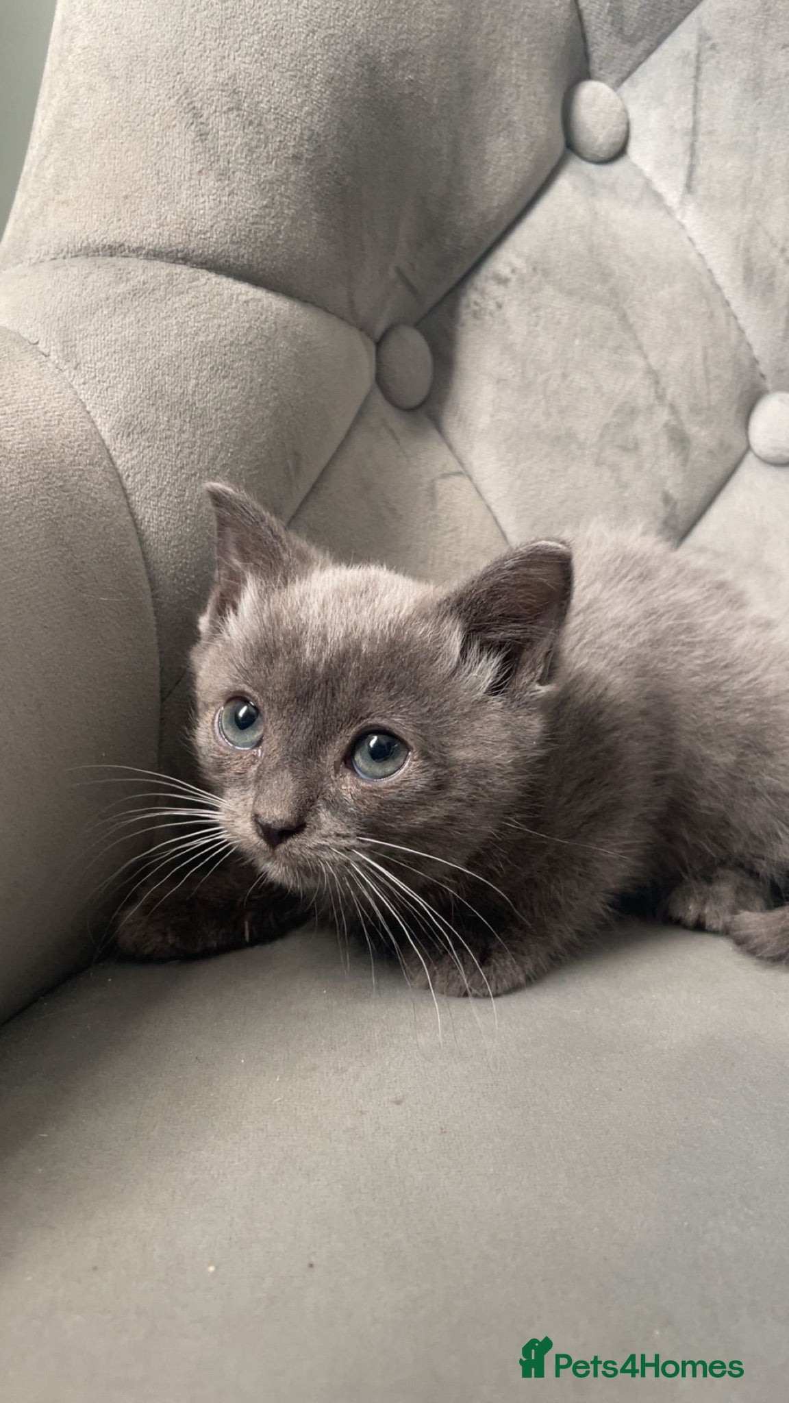 Scottish Fold cats purebred blue and lilac tortie Scottish folds  - Advert 2