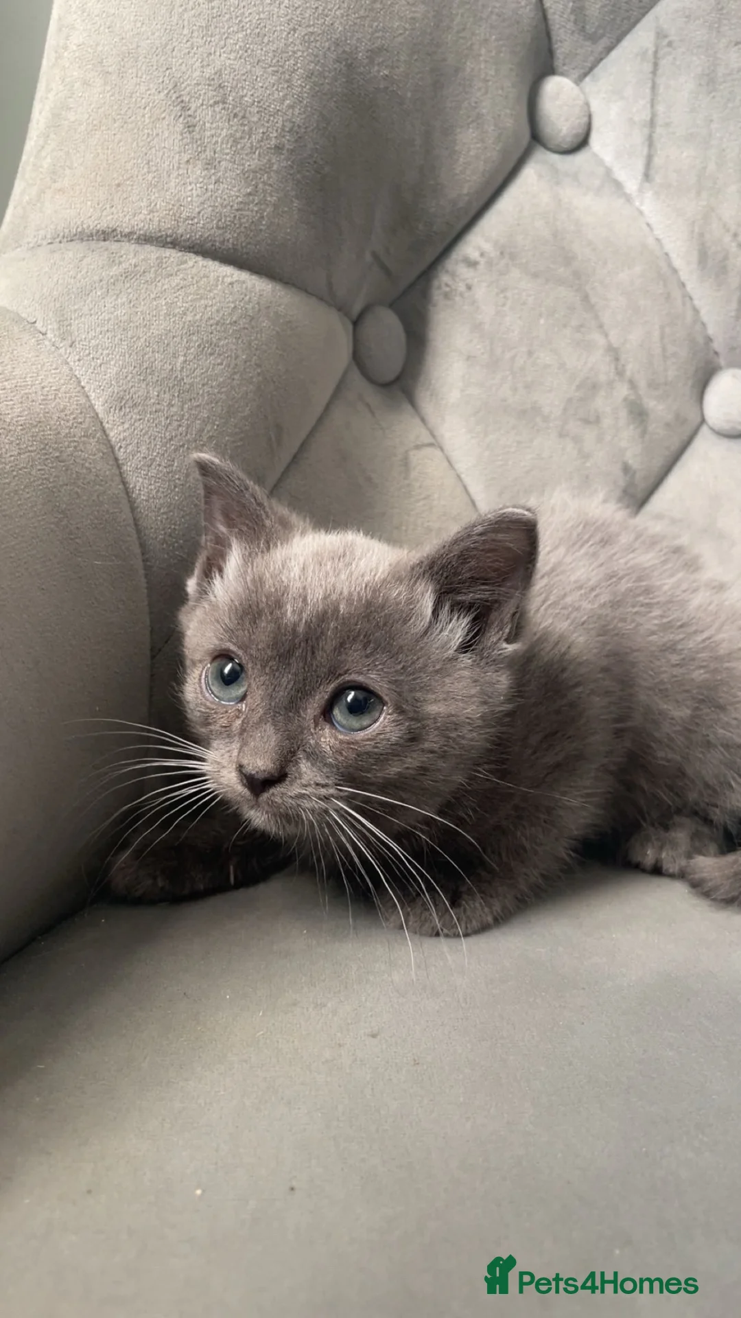 Scottish Fold cats for sale: purebred blue and lilac tortie Scottish folds  - Advert 2
