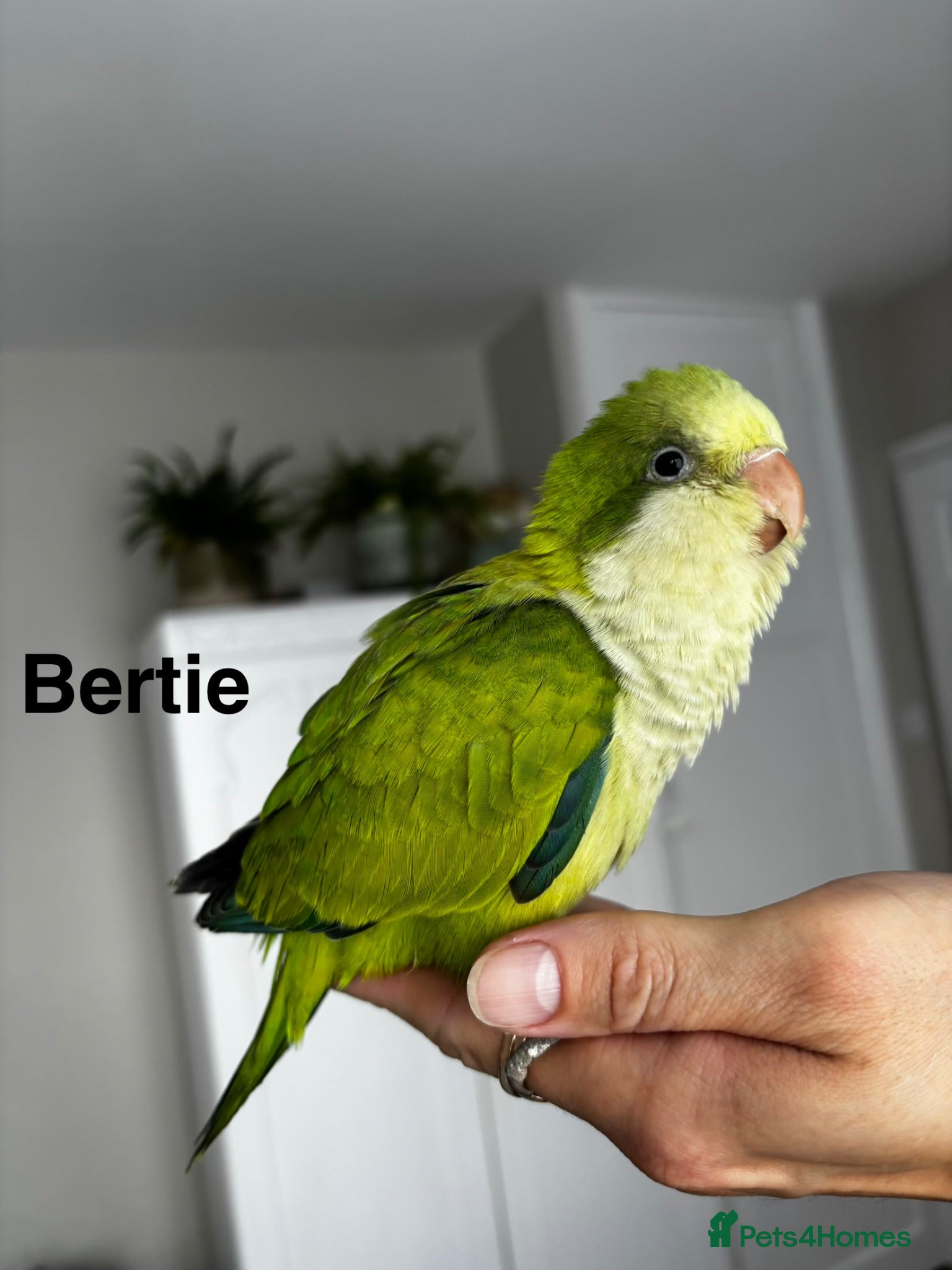 Parrots birds LAST 2 hand reared Quaker babies for sale! - Advert 9