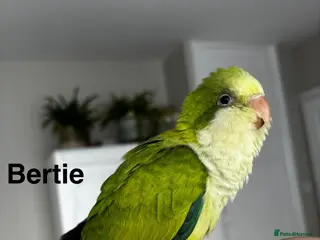 Parrots birds LAST 2 hand reared Quaker babies for sale! - Advert 7