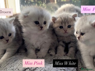 British Shorthair cats - Advert 3