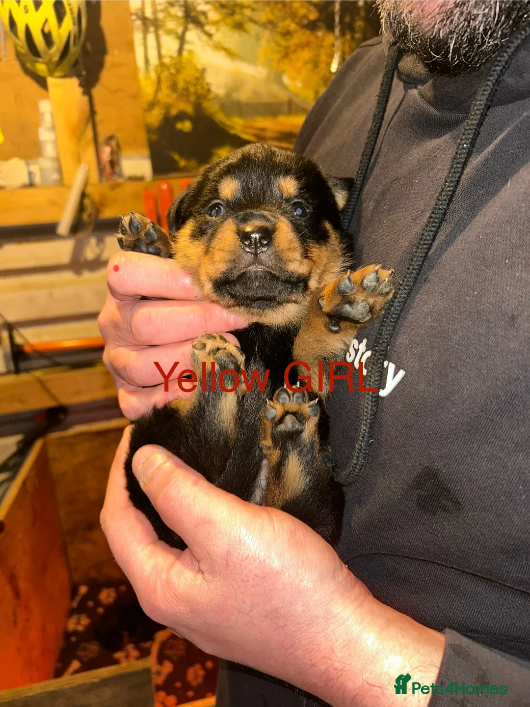 Rottweiler dogs for sale: CHUNKY BEAUTIFUL ROTTWEILERS   - Advert 11