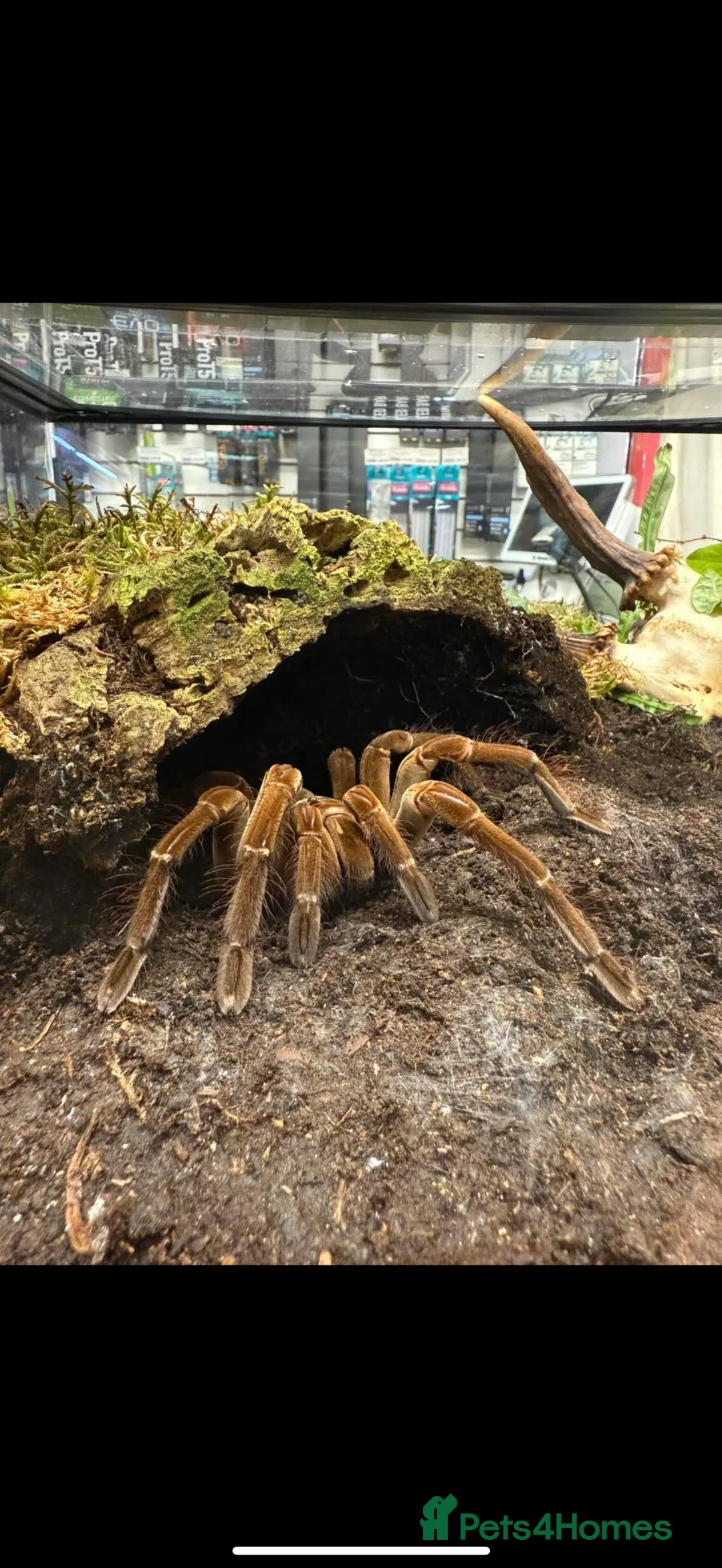 Tarantulas invertebrates for sale: Adult Female Theraposa Stirmi 45x45 exoterra  - Advert 2