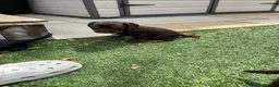 Cocker Spaniel dogs for sale: Beautiful working cocker spaniel puppies - Advert 21