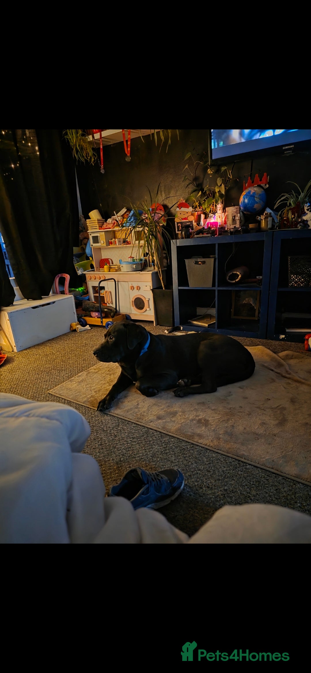 Mixed Breed dogs for sale: Hugo  - Advert 1