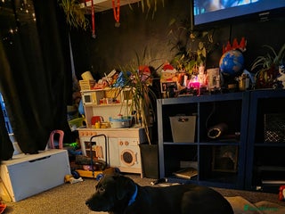 Mixed Breed dogs for sale: Hugo - Advert 1