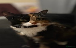 Persian cats for sale: Lovely tortoise shell cat - Image 3