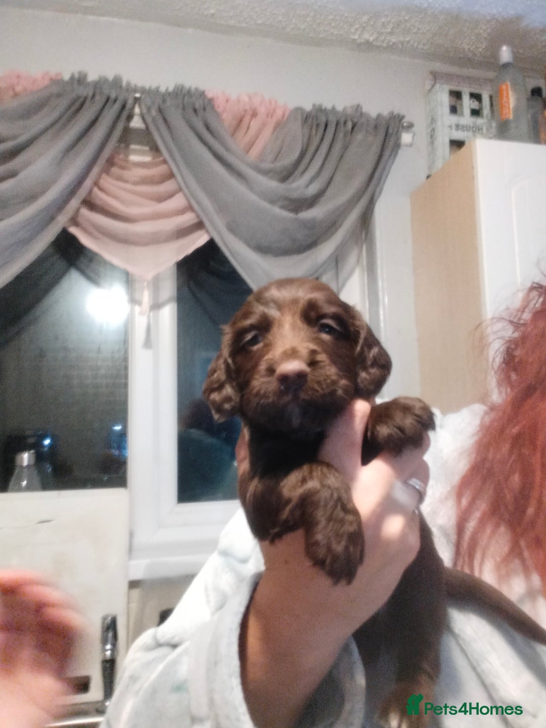 Cocker Spaniel dogs for sale: 7 beautiful cocker spaniels  - Image 24