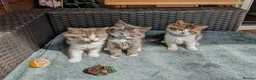 Siberian cats for sale: Siberian crossed kittens  - Advert 1