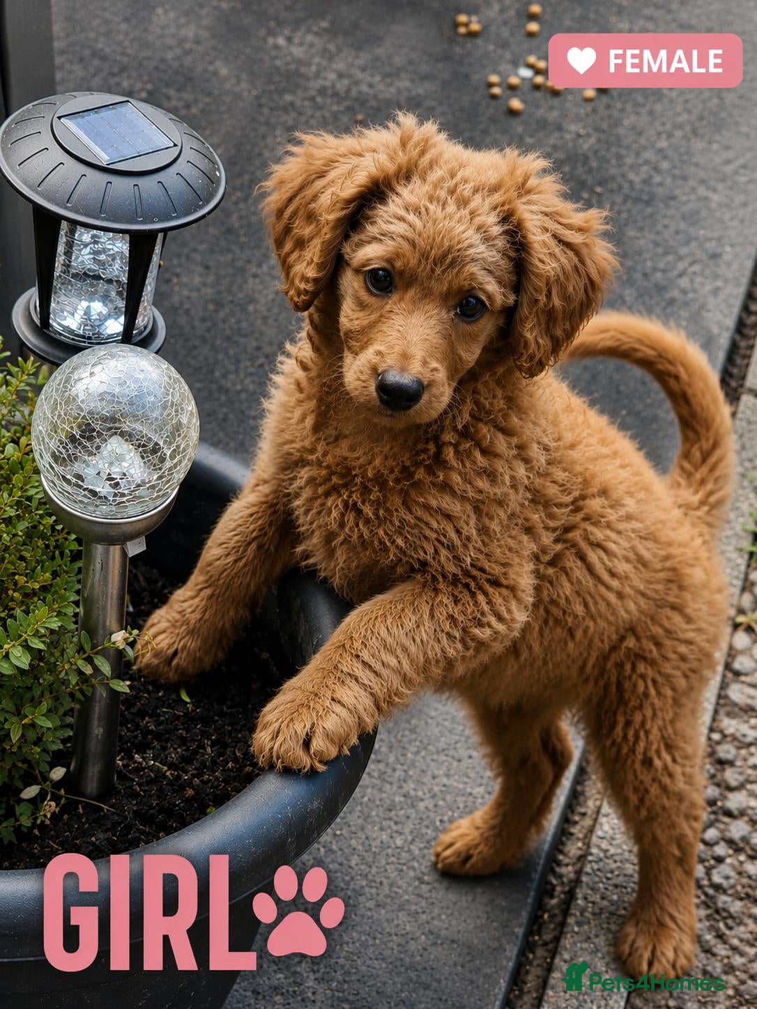 Cavapoo dogs Adorable Cavapoo Puppies Looking for Loving Homes - Advert 15