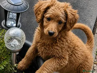 Cavapoo dogs Adorable Cavapoo Puppies Looking for Loving Homes - Advert 15