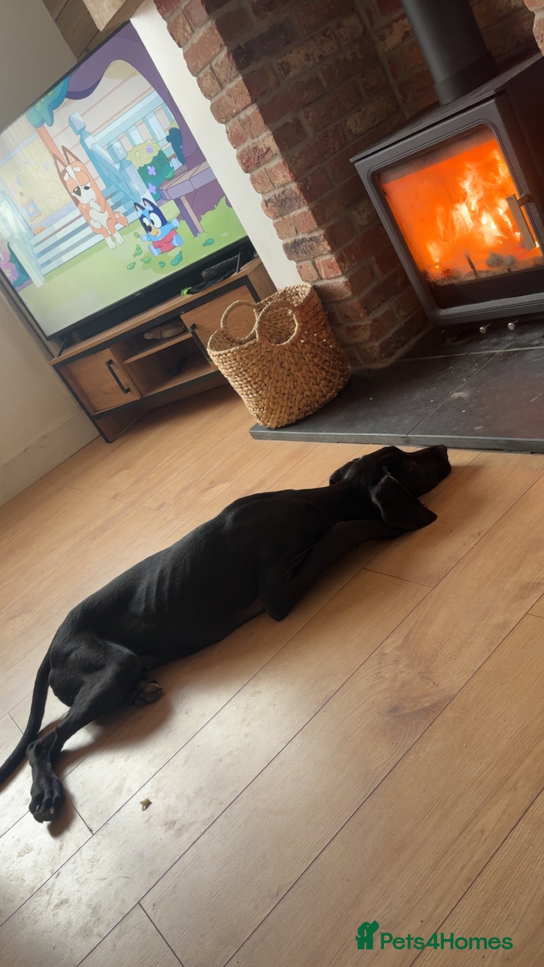 Great Dane dogs for sale: Great Dane  - Advert 2