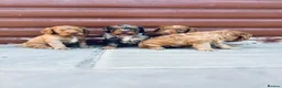 Cocker Spaniel dogs for sale: Stunning cocker spaniel puppies  - Advert 8