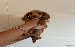 Cocker Spaniel dogs for sale: 2 female purebred cocker spaniels - Image 14