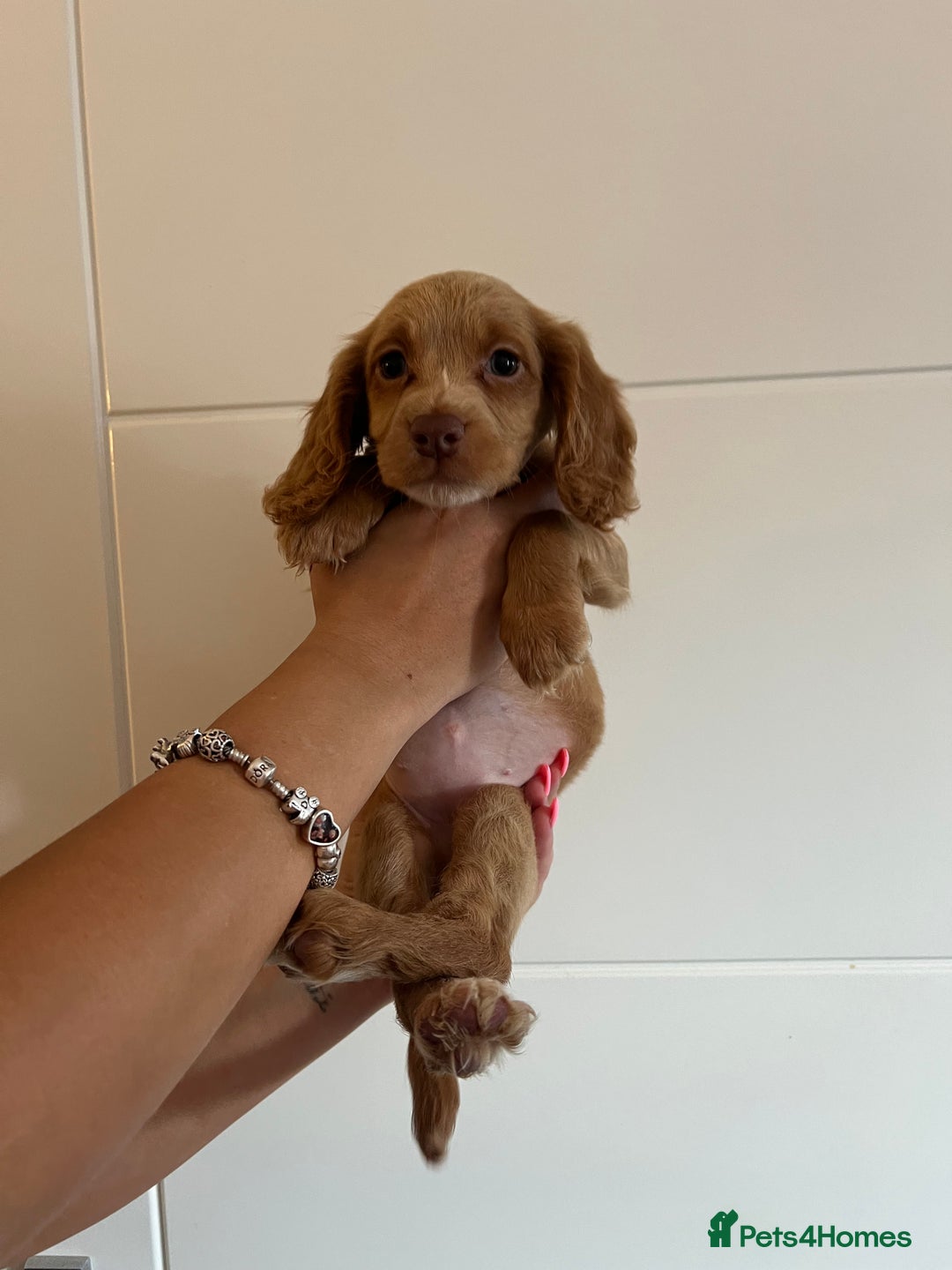 Cocker Spaniel dogs for sale: 2 female purebred cocker spaniels - Image 14