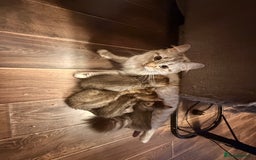 Mixed Breed cats for sale: 4x Himalayan x marble bengal x. Free 4w insurance  - Image 1
