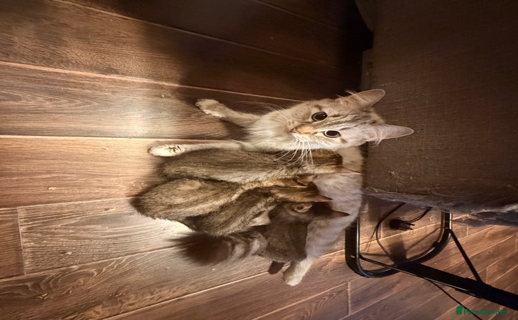 Mixed Breed cats - Advert 13