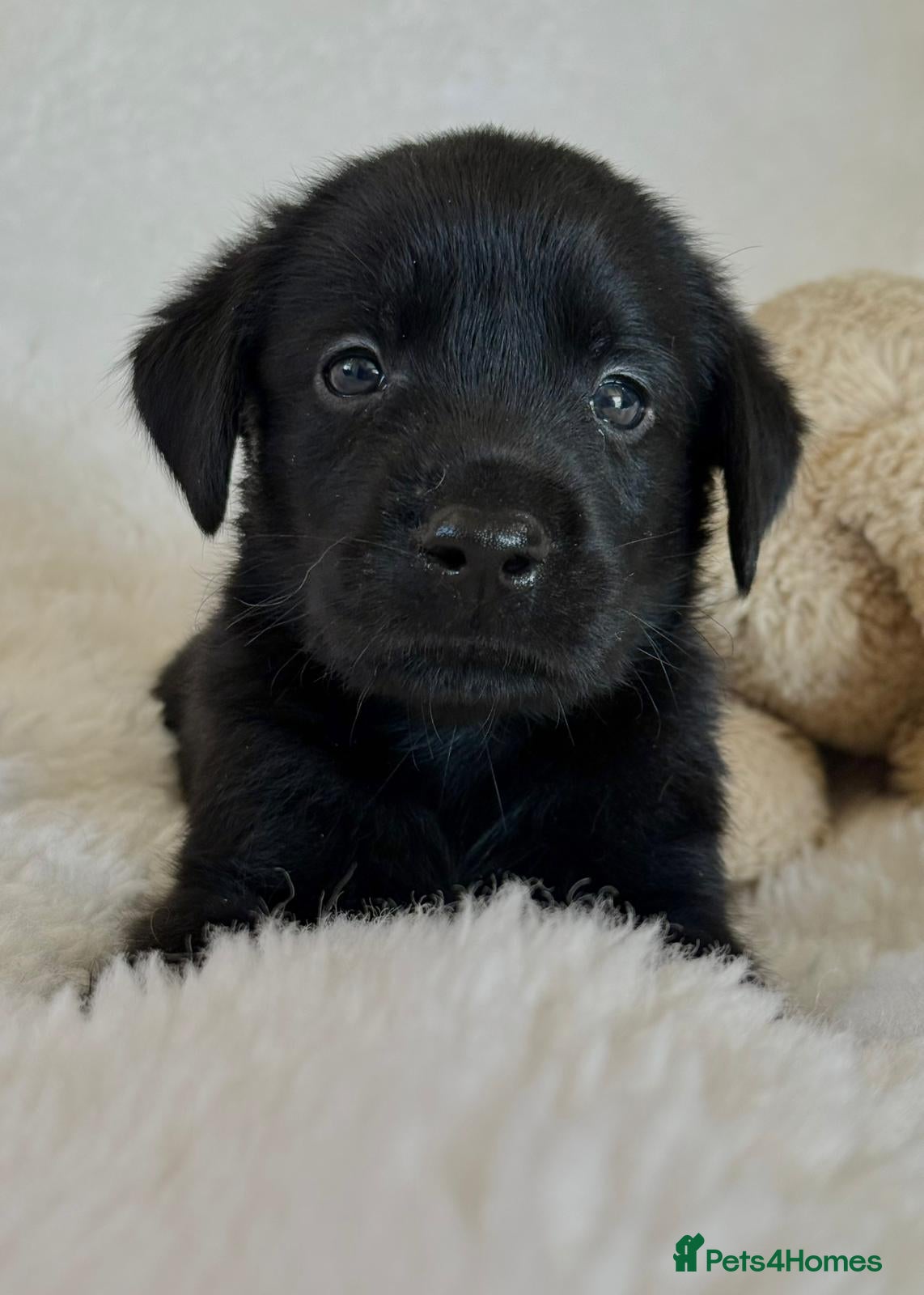 Labrador Retriever dogs Health Tested KC Registered Labrador Pups - Advert 2