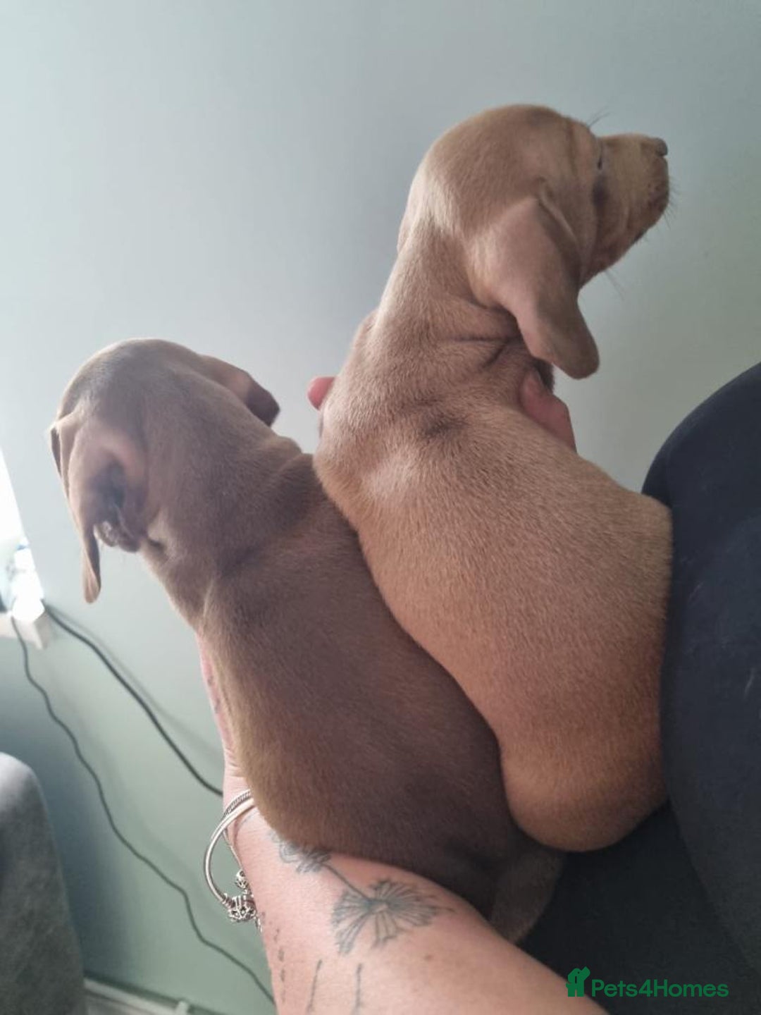 Dachshund dogs for sale: Smooth-Coat Dachshund Puppies– Family Raised - Advert 2