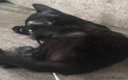 Serengeti cats for sale: Handsome tica reg black smoke male  - Image 3