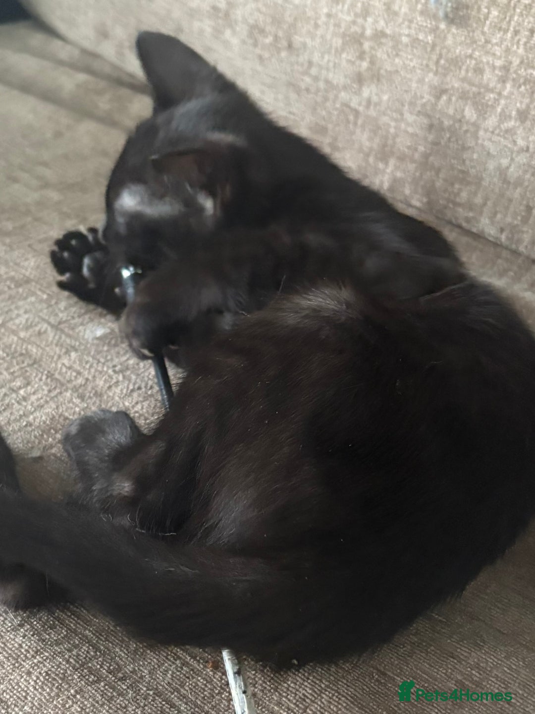 Serengeti cats for sale: Handsome tica reg black smoke male  - Image 3