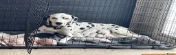 Dalmatian dogs for sale: Dalmation puppies - Advert 1