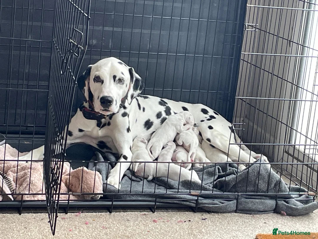 Dalmatian dogs for sale: Dalmation puppies - Advert 1