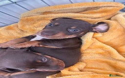 Miniature Dachshund dogs for sale: ⭐️🐾✨PLEASE READ-MINIATURE DACHSHUND PUPPIES✨🐾⭐️ - Image 25